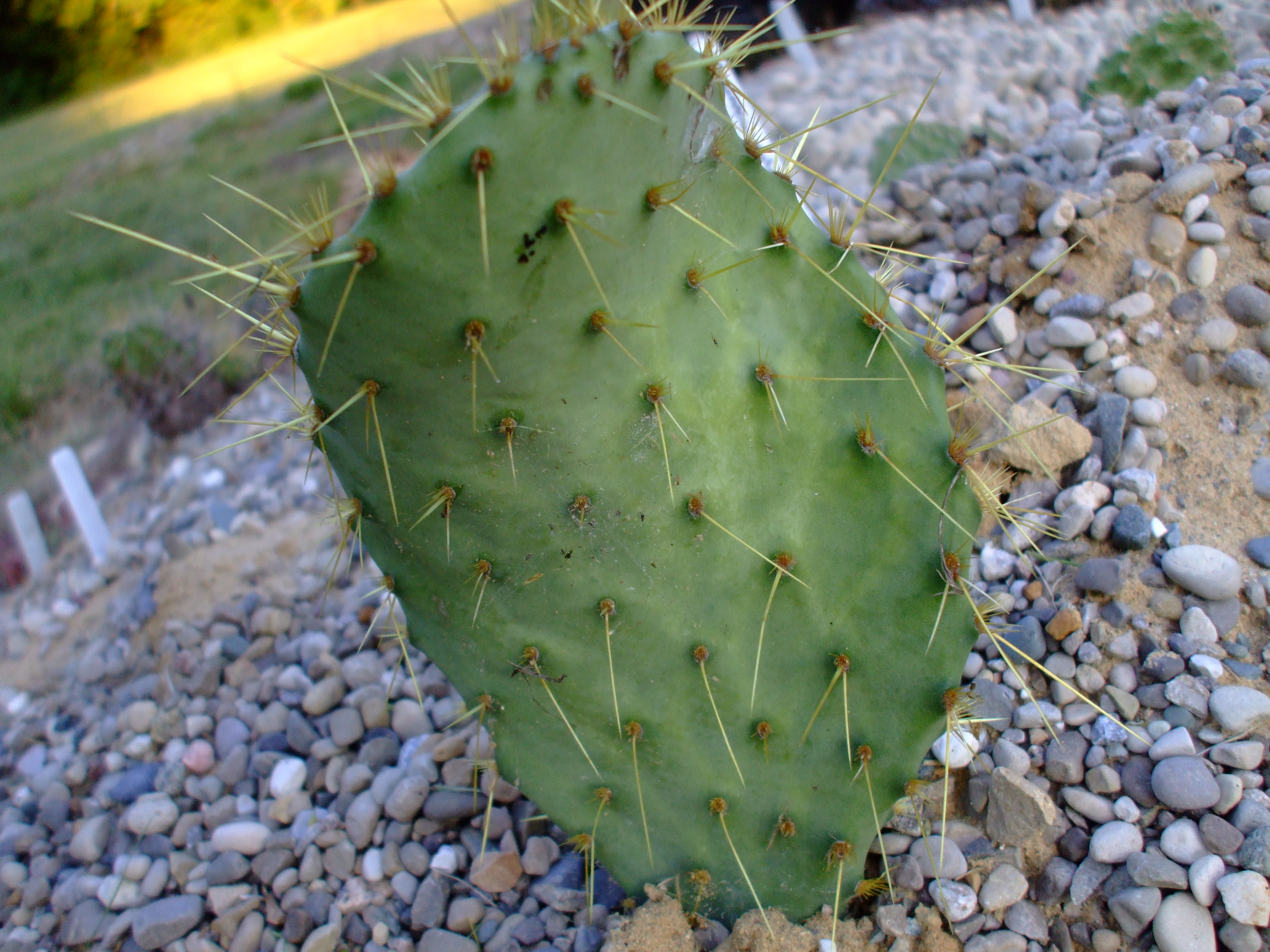 Opuntia aureispina